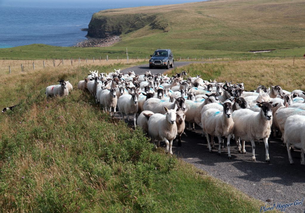 Sheep Traffic being guided by sheepdog in John O Groats, Scotland