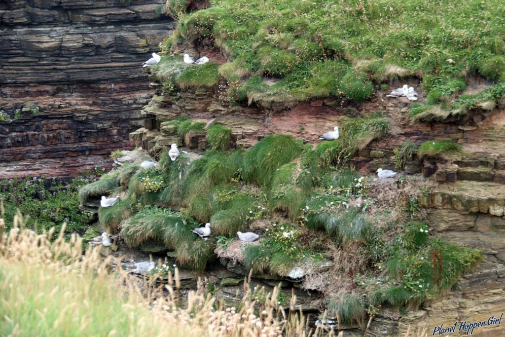Kittiewake spotted in Duncansby Stacks,John O Groats, Scotland