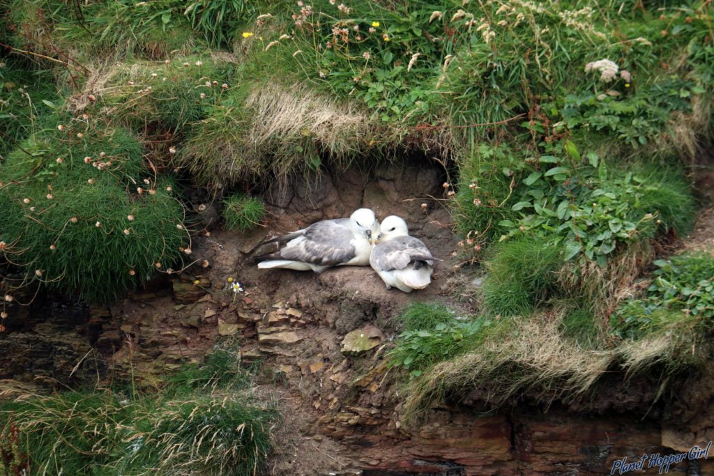 Kittiewake spotted in Duncansby Stacks,John O Groats, Scotland