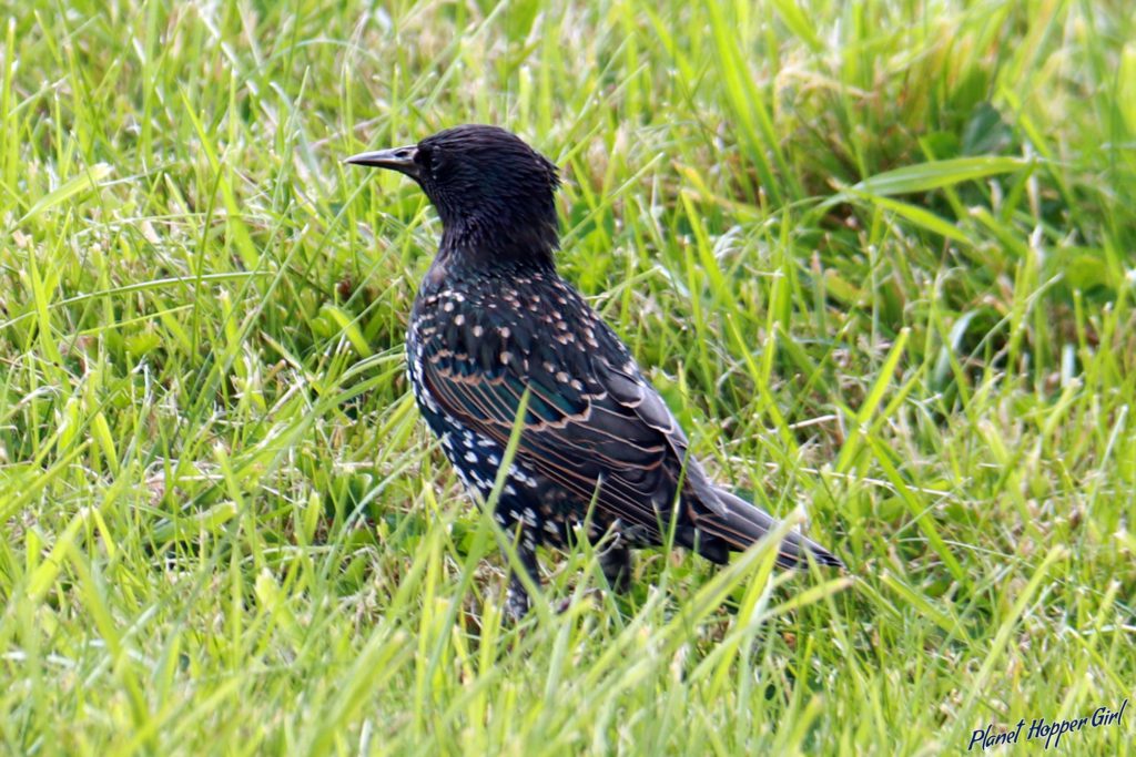 Starling spotted in John O Groats, Scotland