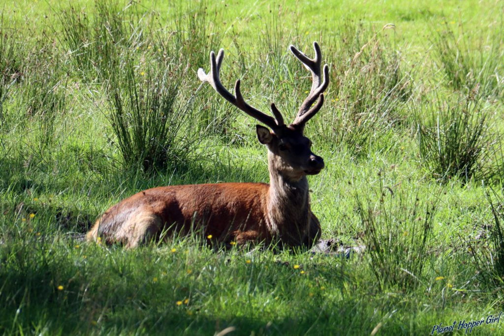 Stag in Applecross Gardens, NC500, Scotland