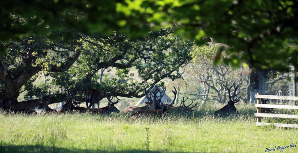Stag in Applecross Gardens, NC500, Scotland