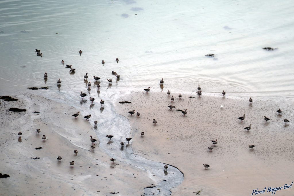 Canadian Geese in Sanna, Scotland