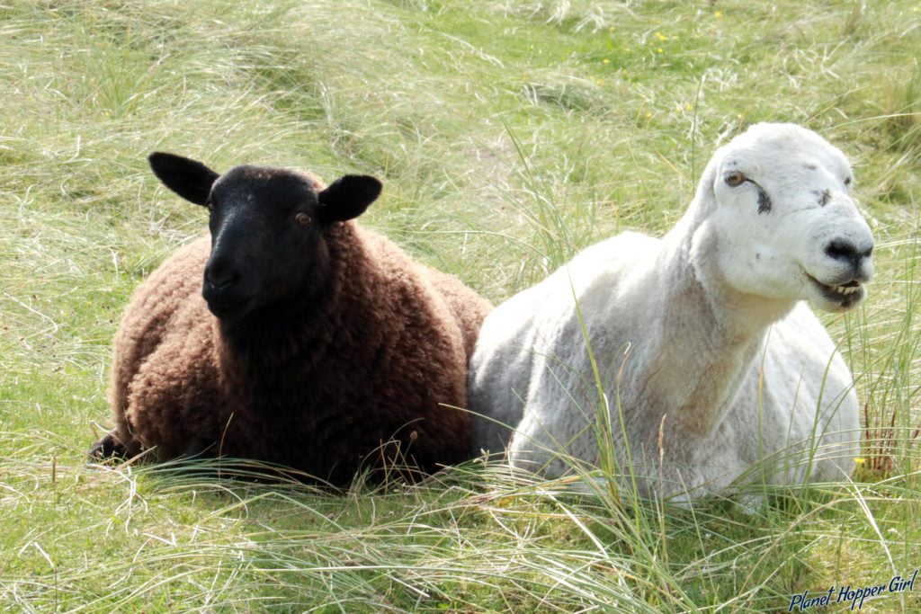 Diverse sheep spotted in Sanna Bay, Scotland