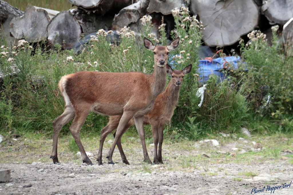 Deer spotted in NC500 route and Glen Etive, Glencoe, Scotland