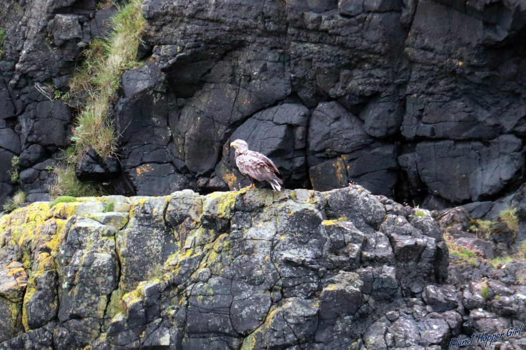 Eagle spotted in Isle of Mull, Scotland