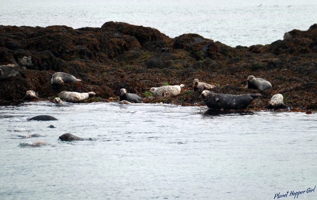 Seals swimming in Treshnish Islands, Isle of Mull, Scotland