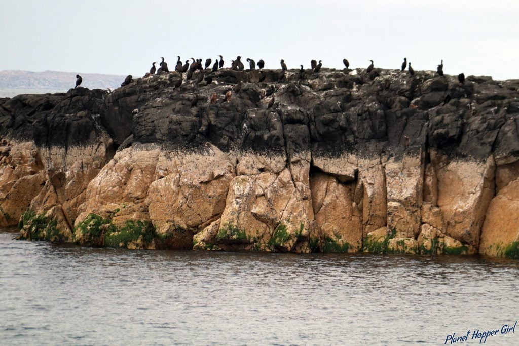 Shags spotted in Treshnish islands, Scotland