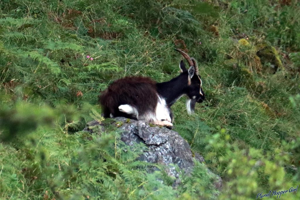 Wild goat with a beard spotted in Isle of Kerrera, Scotland
