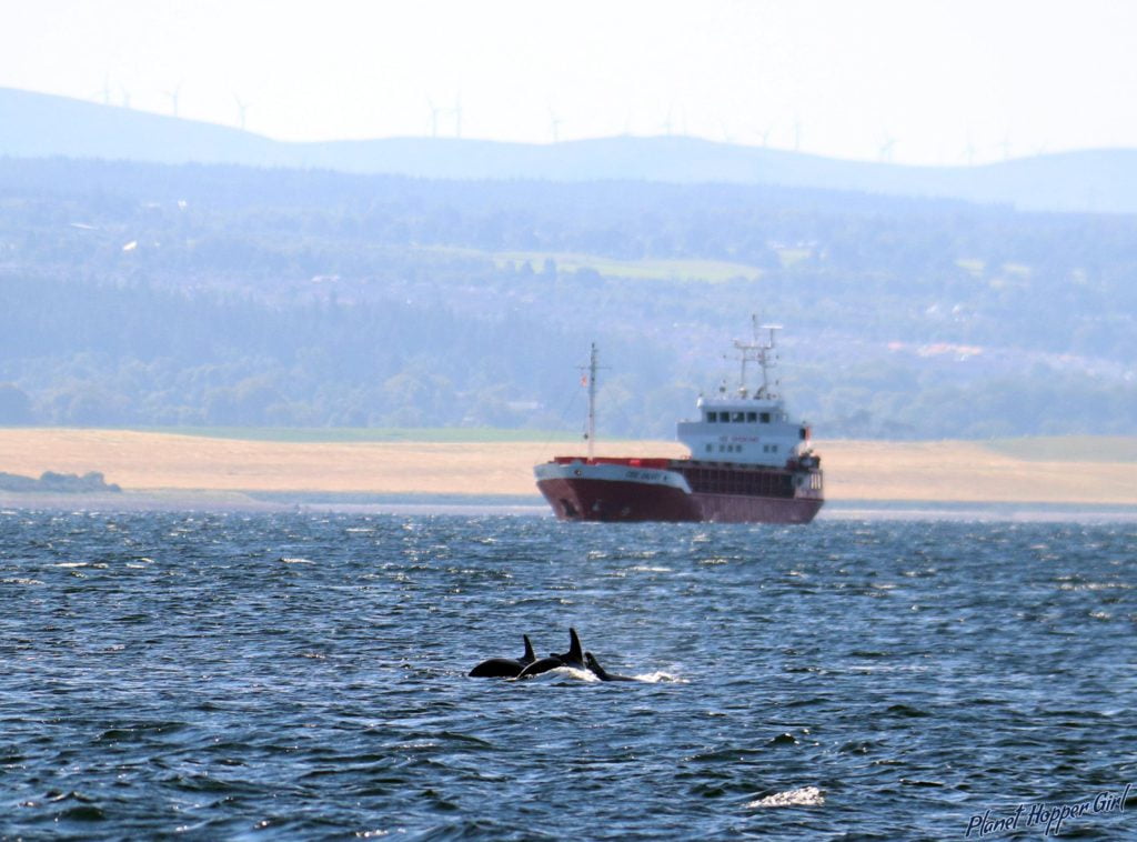 Dolphins, Chanonry Point, Inverness, Scotland