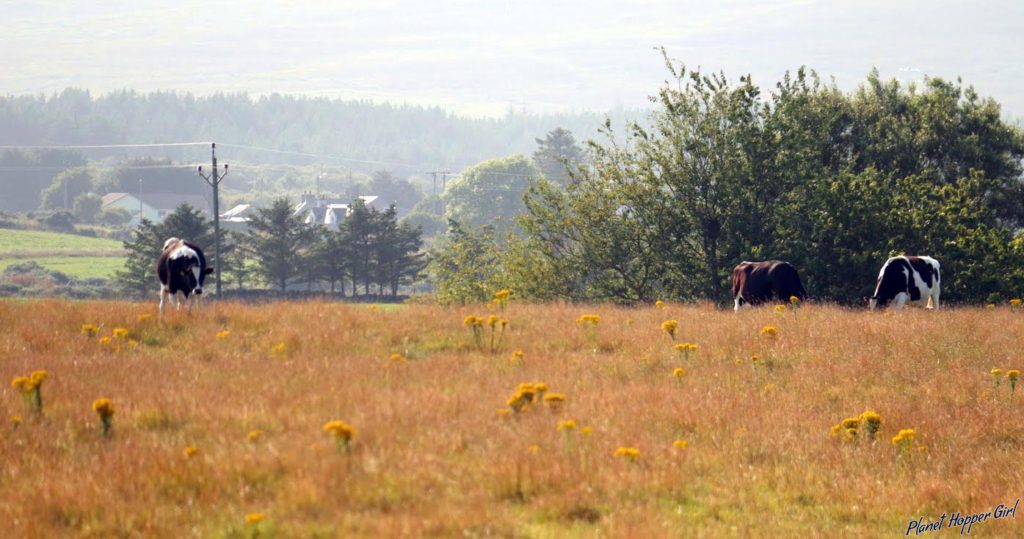 Cow spotted in NC500 route, Scotland