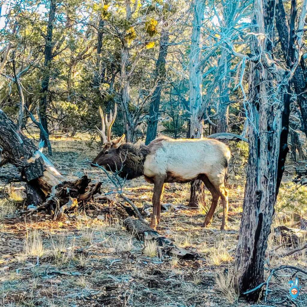 Kaibab National Park Wildlife Arizona