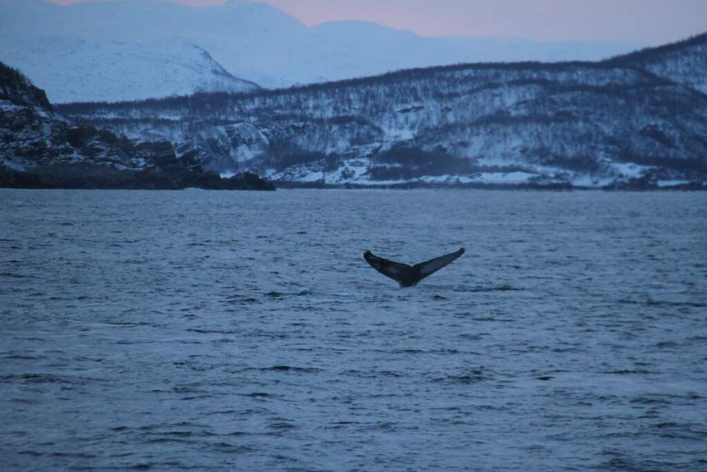 Three days in Tromso in Winter