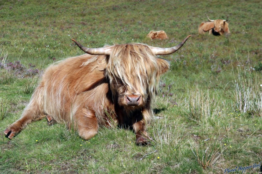 Scottish Highland Cow spotted in Ullapool, Scotland