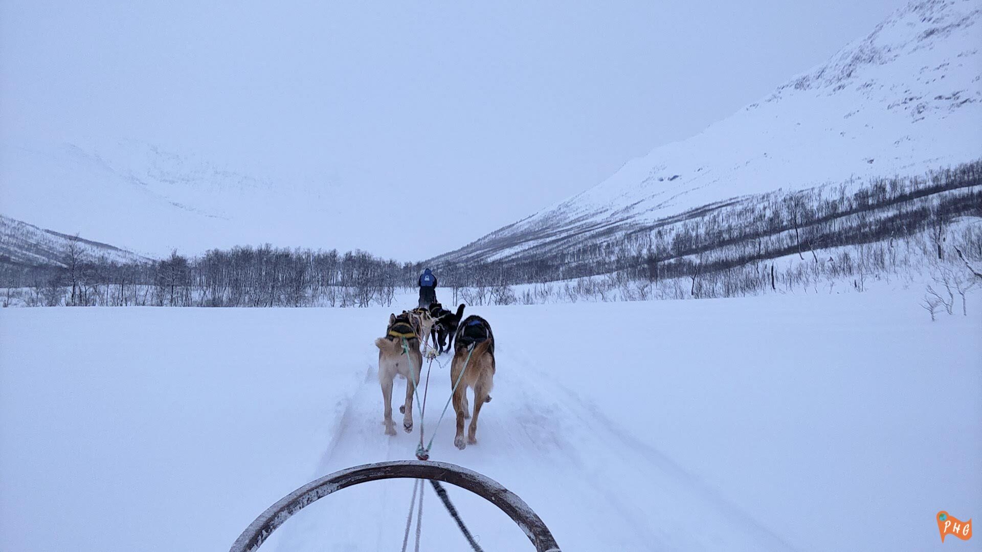 Dog Sledding in Tromso Norway: Adventure Guide and Review 14 Dog sledding in Tromso Norway