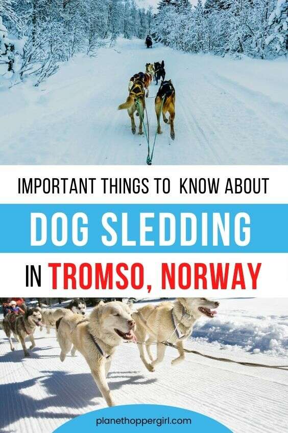 Dog Sledding Adventure Tromso Norway
