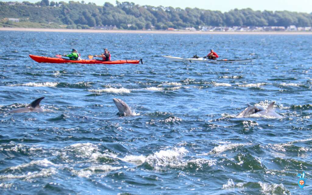 Dolphin Watching in Inverness