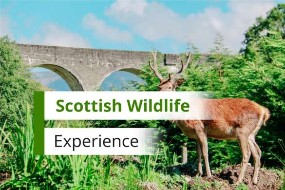 Wild Animals in Scotland Wild Animals in Scotland