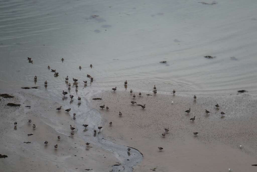 Canadian Geese, Camas Nan Geall The Bay, Scotland Animals