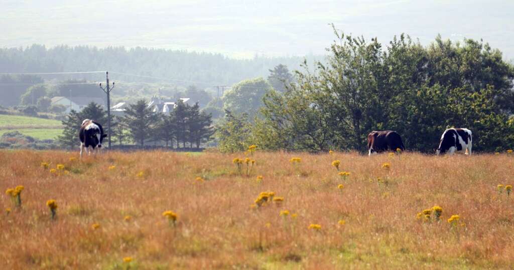 Scottish Wildlife Cows NC500