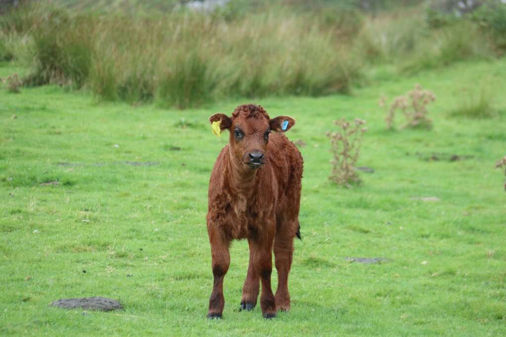 Scottish Wildlife Kerrera