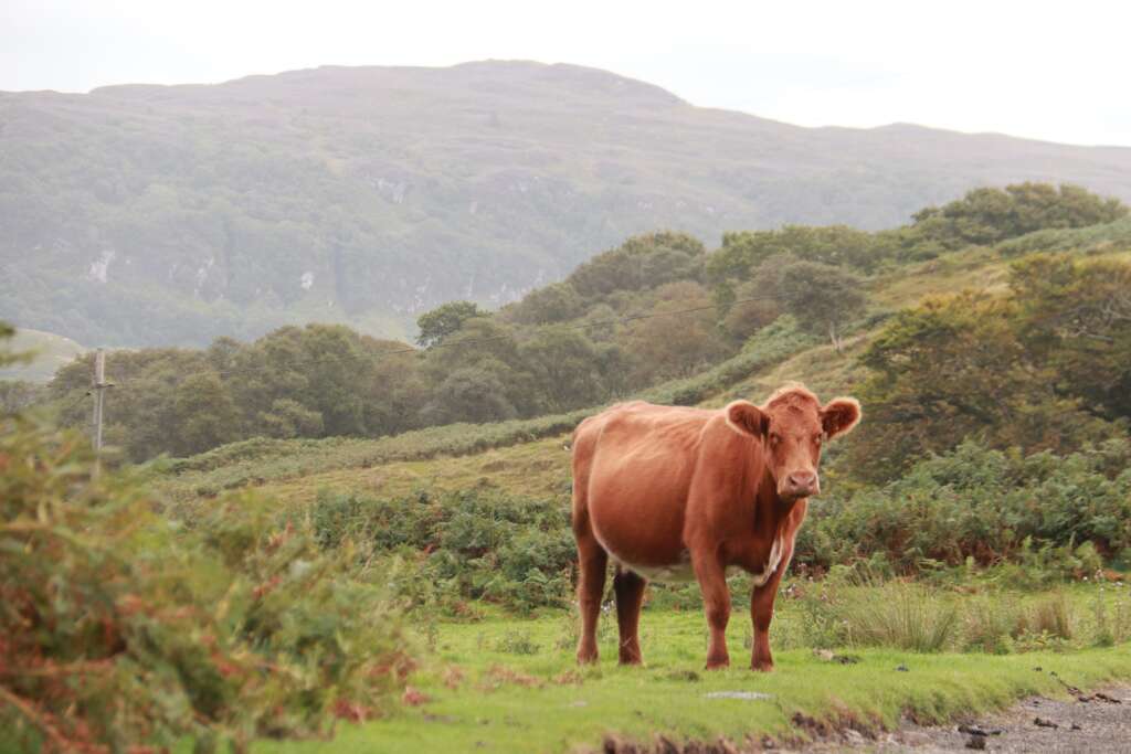 Wild Animals in Scotland Cows