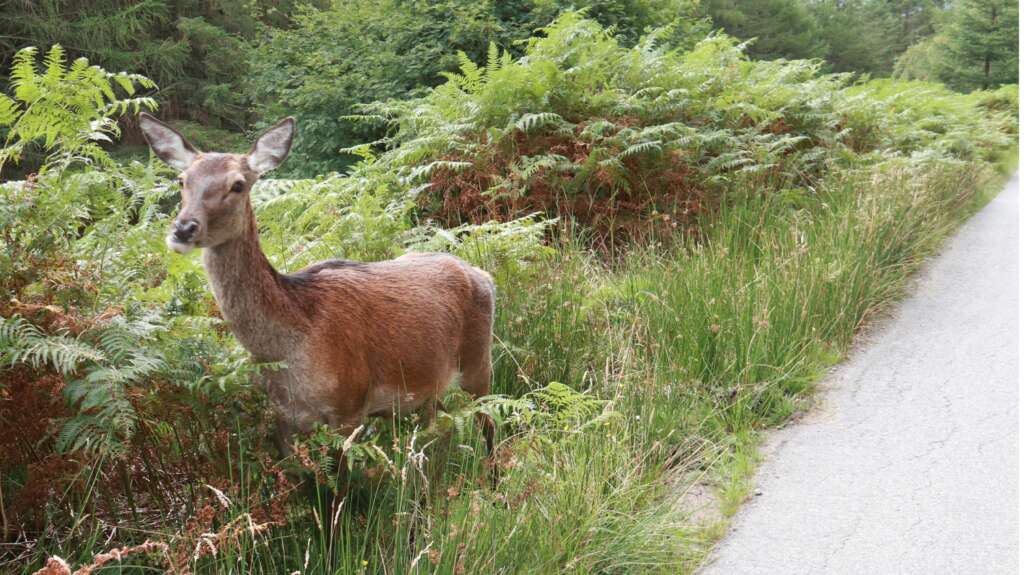 Animlas Native to Scotland Deer