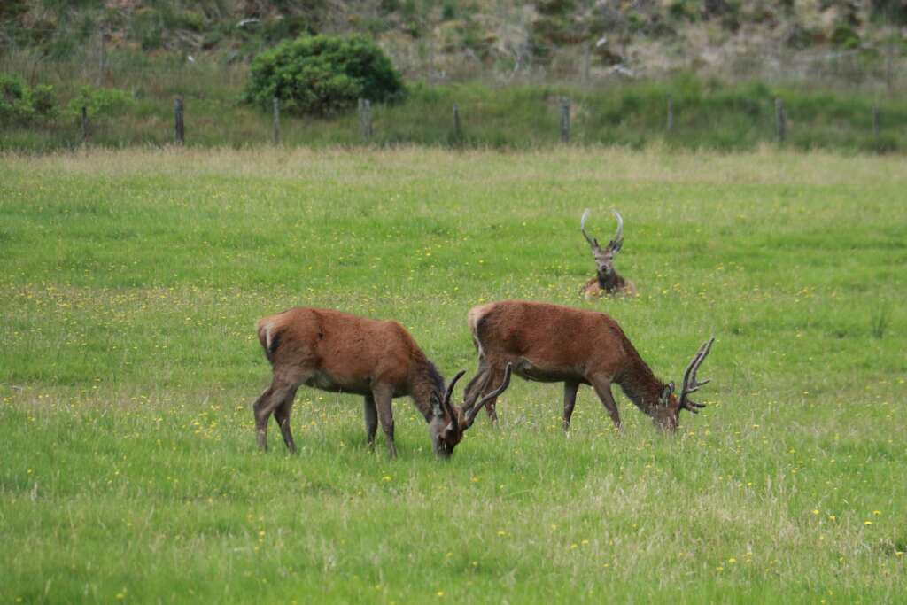 Wild Animals in Scotland Deer Glencoe