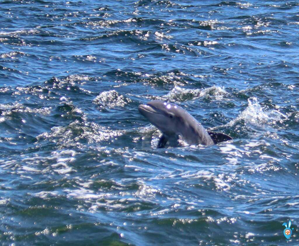 Dolphins Chanonry Point