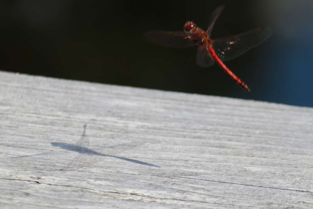 Dragon Fly Animals Native to Scotland