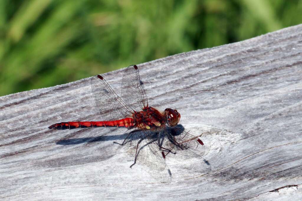 Dragon Fly Scotland Wild Animals