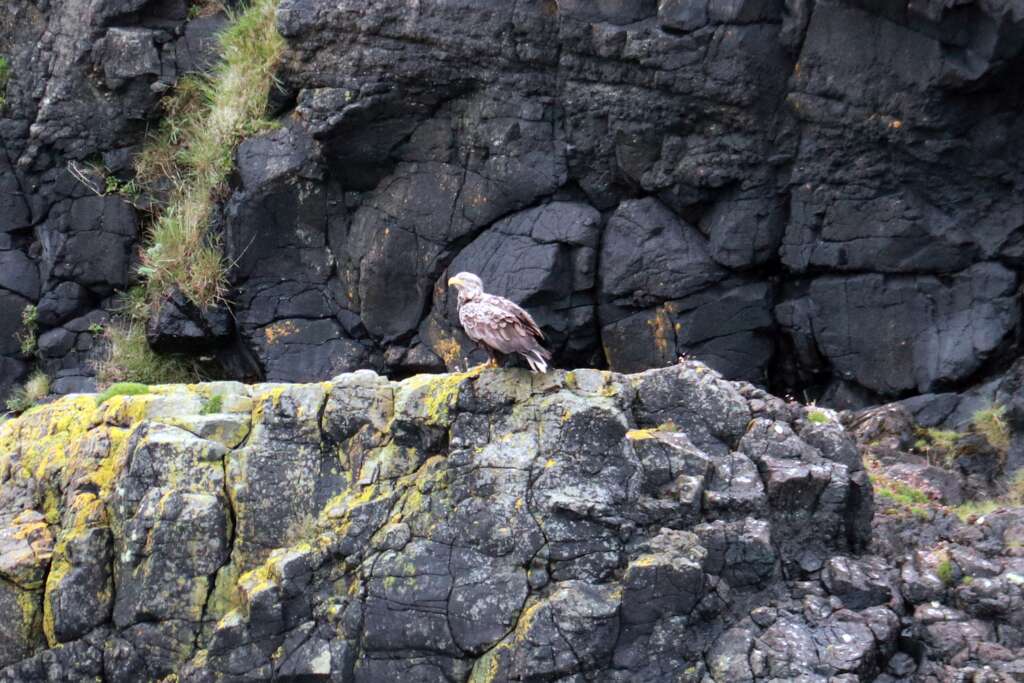 Golden Eagle Isle of Mull Scottish Wildlife