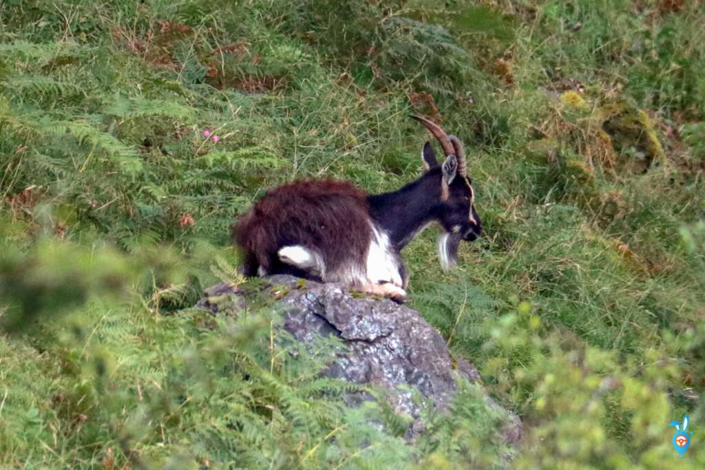20 Wild Animals In Scotland And Where To Find Them