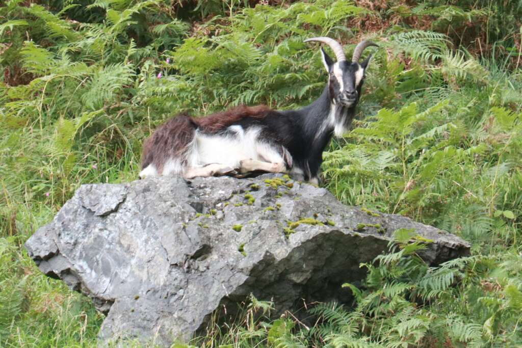 Scottish Wildlife Goat Isle of Kerrera