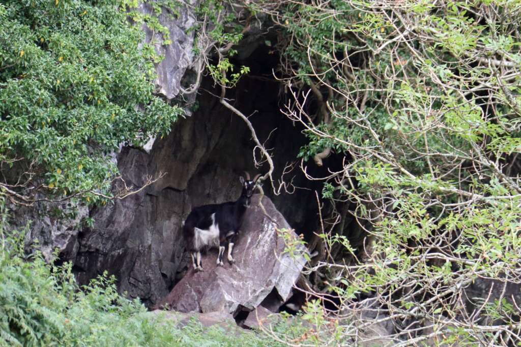 Wild Animals in Scotland