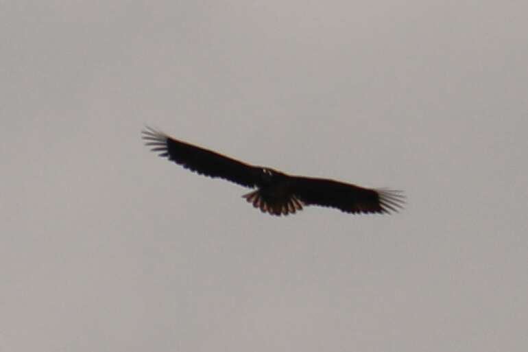 Wild Animals in Scotland Golden Eagle