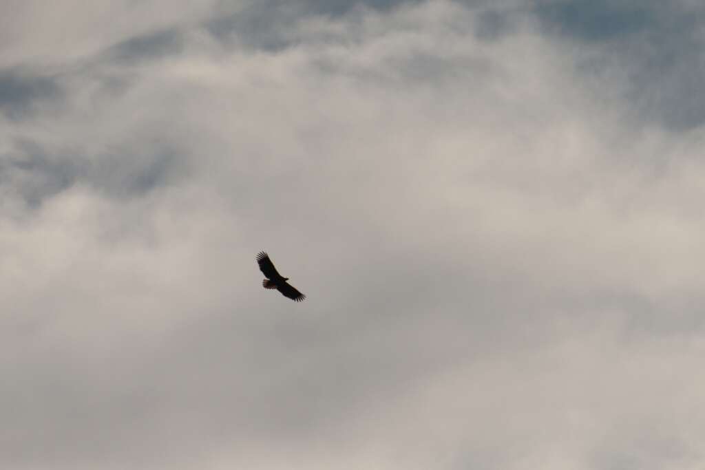 Wild Animals in Scotland Golden Eagle