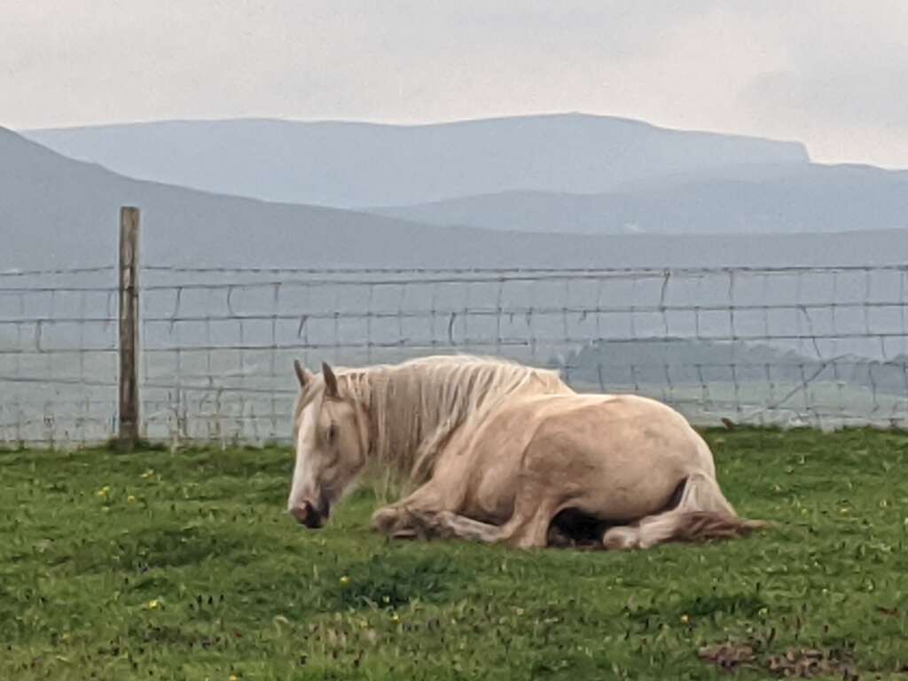 Animals Native to Scotland