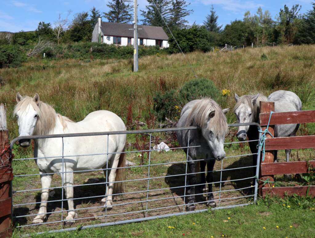 Scottish Wildlife Horses NC500