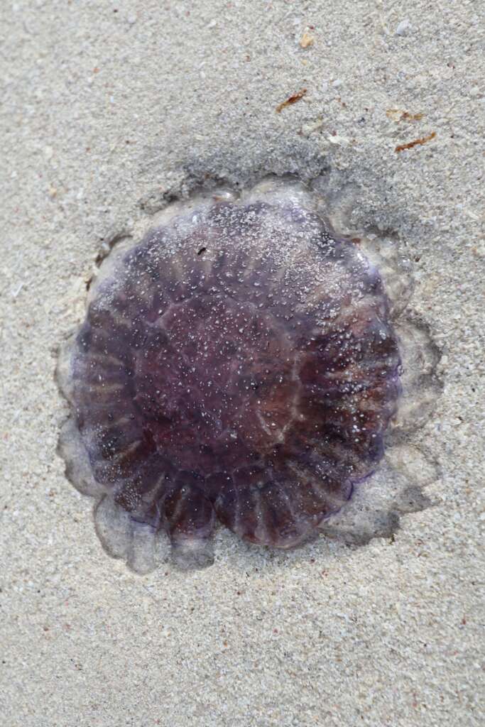 Jellyfish, Animals in Scotland