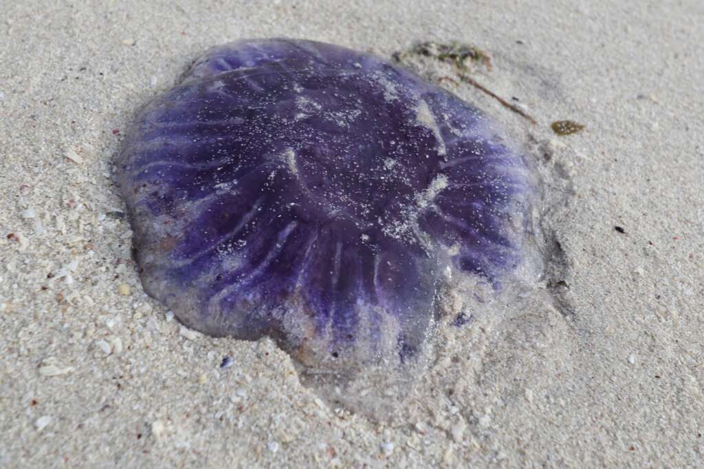 Scottish Wildlife Jellyfish Achmelvich Beach