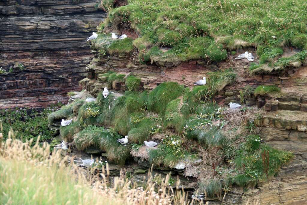 Kittiewake Scotland Wild Animals Duncansby Stacks