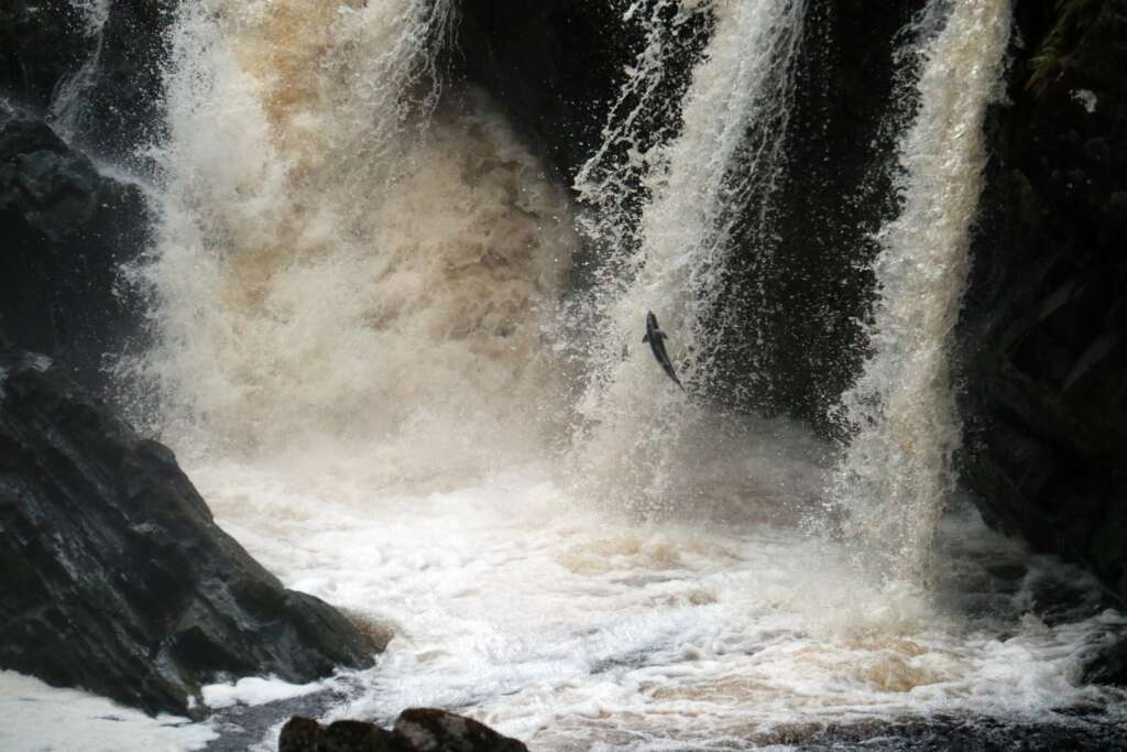 Scottish Wildlife Rogie Falls Salmon