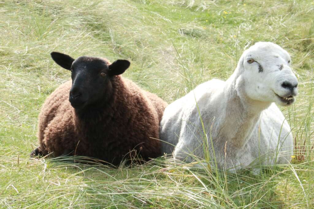 Scottish Wildlife Sanna Bay Sheep