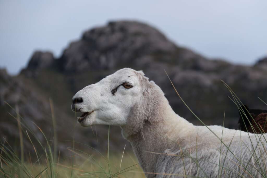 Wild Animals in Scotland White Sheep Sanna Bay
