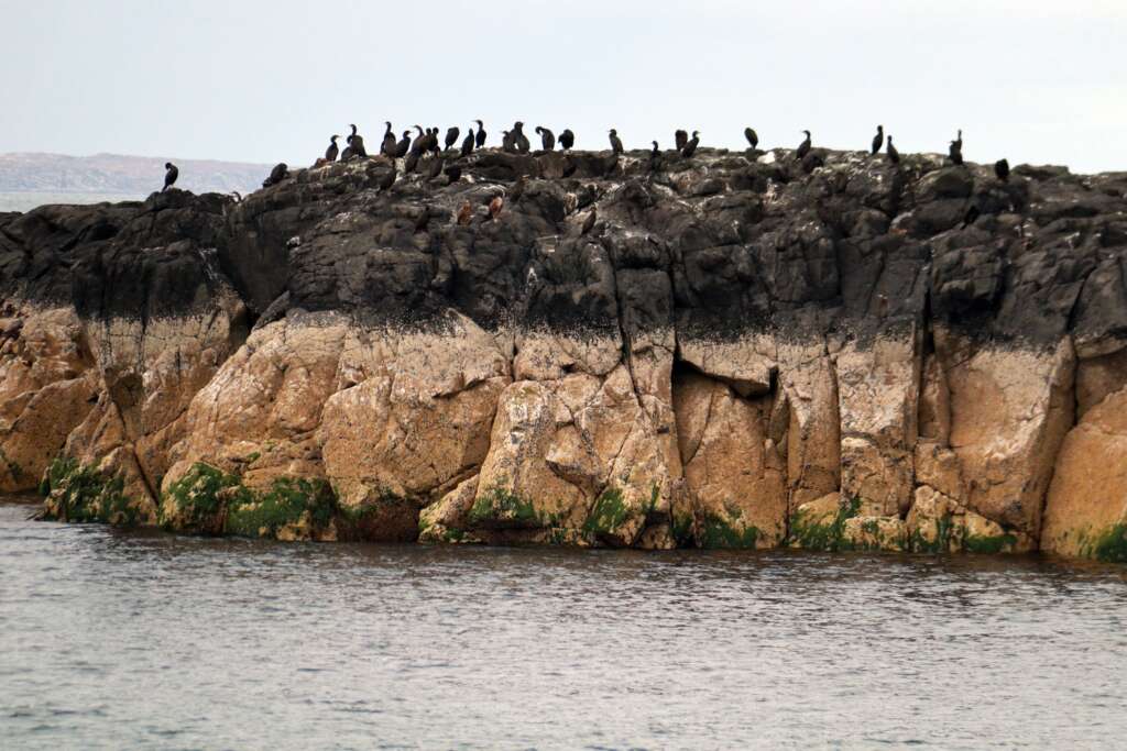 Shags, Treshnish Island, Scotland