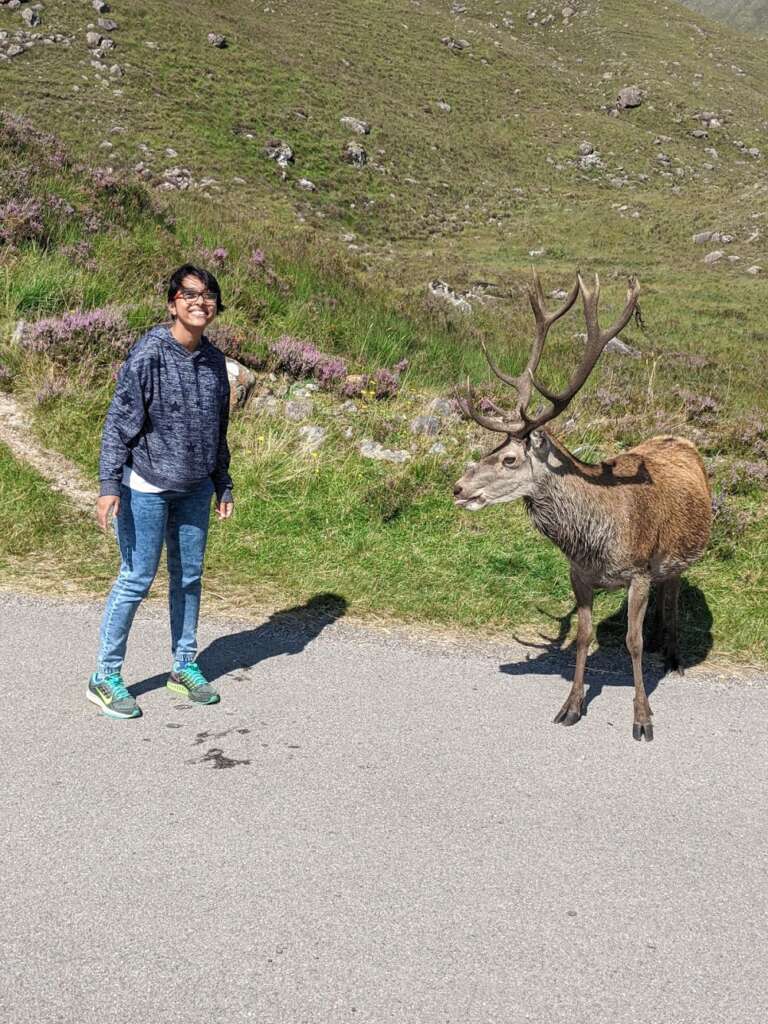 Animals Native to Scotland