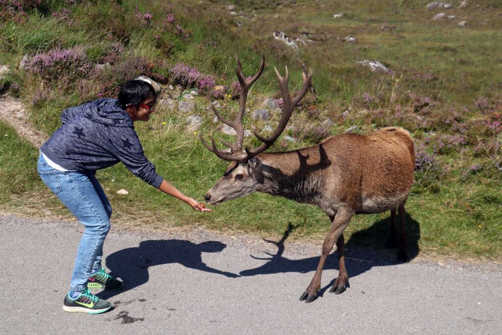 Wild Animals of Scotland, Torridon