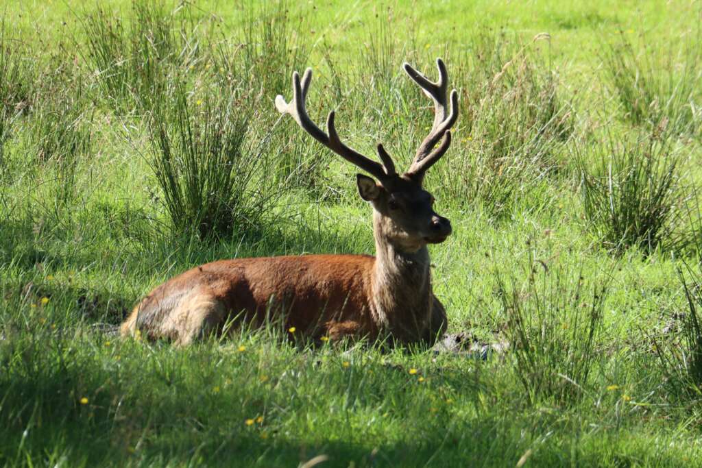 Stag Wild Animals in Scotland