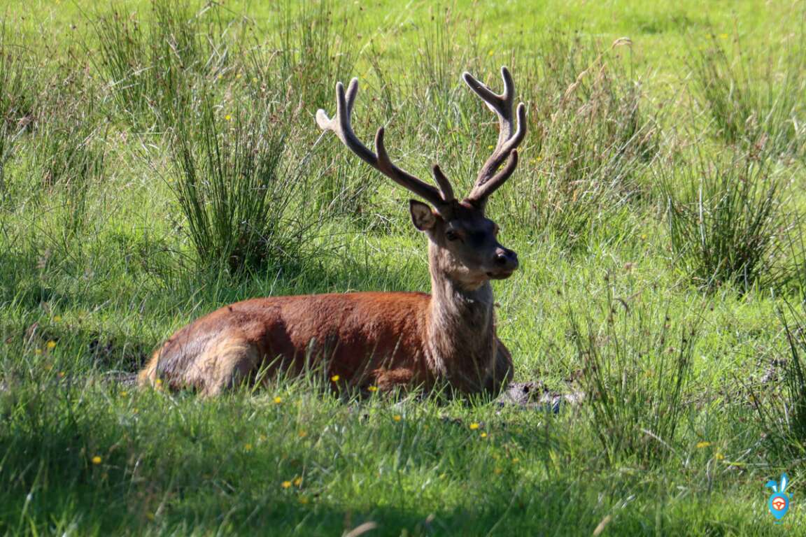 20 Wild Animals In Scotland And Where To Find Them
